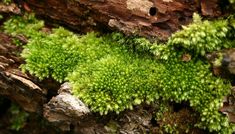 green moss growing on the bark of a tree