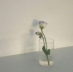 a single white flower in a clear glass vase on a gray countertop with water