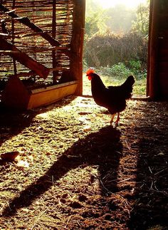 a chicken is standing in the sun by its coop