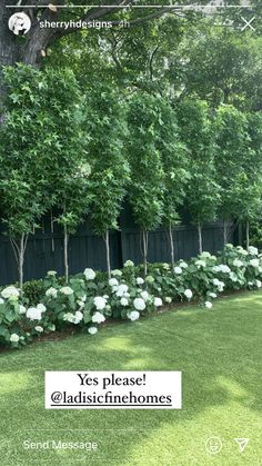 there are many trees and bushes in the yard with white flowers on each one side