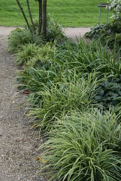 some very pretty plants by the side of a dirt road with grass and trees in the background