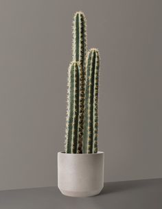 a green cactus in a white pot on a gray surface with grey wall behind it