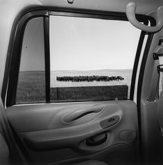 a car with the door open looking out at a herd of sheep in an open field