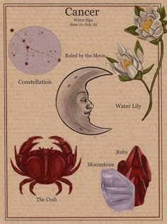 Astrology Art, Zodiac Stuff, Zodiac Signs Astrology, Zodiac Art, Witchy Stuff, Astrology Zodiac, Moon Child, Astrology Signs, Star Signs