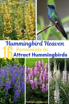 hummingbirds and flowers with text overlay that reads hummingbird heaven perennials to attract hummingbirds