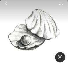 a pencil drawing of two seashells on a white background, one shell has an egg in it