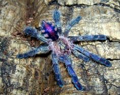 a blue and purple spider sitting on top of a rock