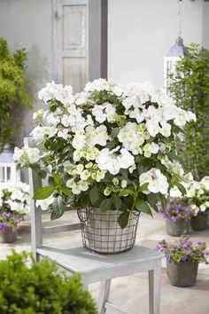 a potted plant with white flowers in it sitting on a table next to other plants