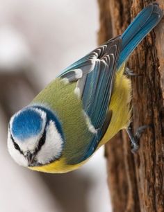 a blue and yellow bird is perched on a tree