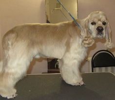 a dog standing on top of a table next to a mirror