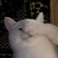 a white cat sitting on top of a couch