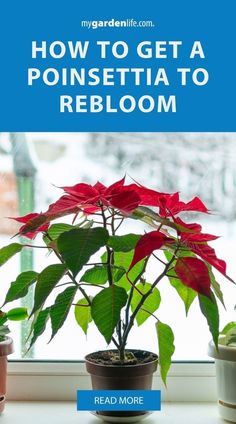 a potted plant sitting on top of a window sill with the words how to get a poinsettia to rebloom