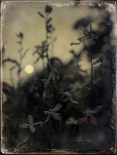 a blurry photo of some flowers in the night sky with a full moon behind them