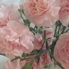 pink carnations are in a vase on a white countertop with green leaves