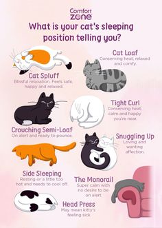 the cat's sleeping position is shown in this poster, which includes different types of cats