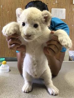 a person holding a small white tiger cub in their arms and looking at the camera