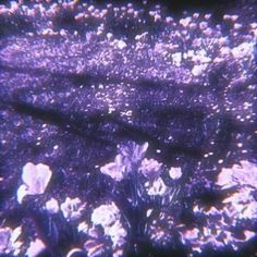 an underwater view of some plants and rocks in the water with purple light coming from above