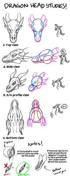 how to draw dragon head studies