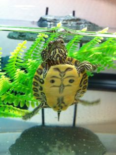 a turtle is swimming in an aquarium with green plants on the bottom and another turtle behind it