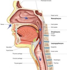 the anatomy of the human head and neck, with labels on each side of it