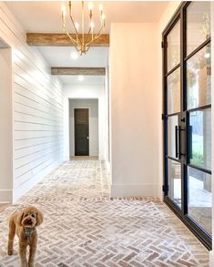 a dog standing in the middle of an empty room with a chandelier hanging from it's ceiling