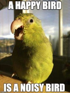 a green bird sitting on top of a table with its mouth open and the words happy bird is a noisy bird