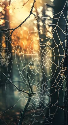 a spider web hanging from a tree branch in the woods at sunset or dawn with light coming through it