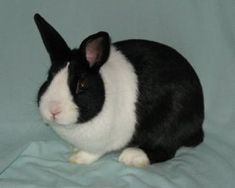 a black and white rabbit sitting on top of a bed