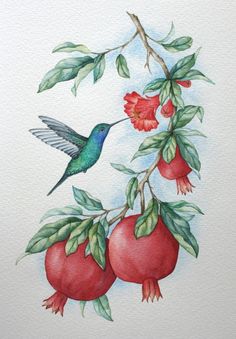 a watercolor painting of a hummingbird and pomegranates