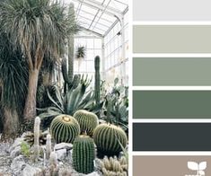 the interior of a greenhouse with cacti and cactuses in different colors, including green