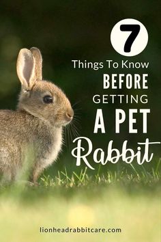 a rabbit sitting in the grass with text overlay that reads 7 things to know before getting a pet rabbit