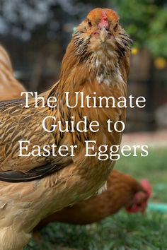 The Ultimate Guide to Easter Egger Chickens Raising Chickens For Eggs, Chickens For Eggs, Raising Turkeys, Urban Chicken Farming, Best Egg Laying Chickens, Chicken Incubator, Egg Laying Chickens