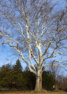 a large white tree sitting in the middle of a park