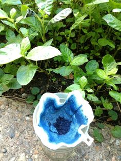 a blue and white bowl sitting on the ground next to some green plants with leaves