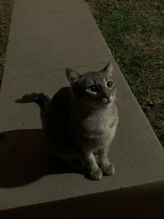 a gray and white cat sitting on top of a cement walkway next to grass covered ground