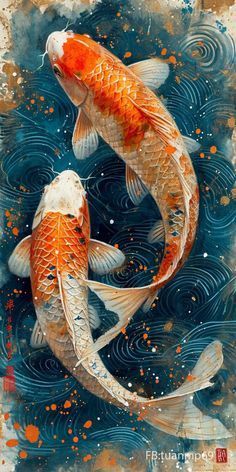 two koi fish swimming in the water