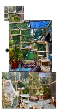 Catio in my garden Three Cats, Created By