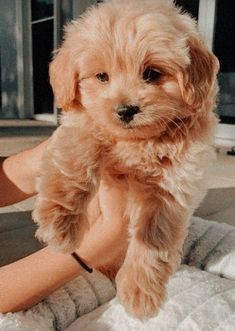 a small brown dog sitting on top of a person's leg in front of a window