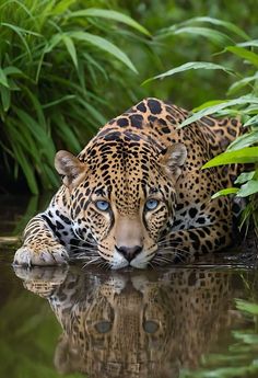 a large leopard laying on top of a body of water next to lush green plants