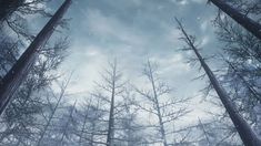 looking up at the tops of tall trees in a forest with snow falling on them