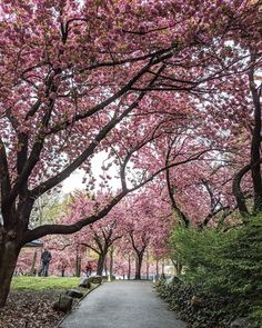 the walkway is lined with pink flowers and trees