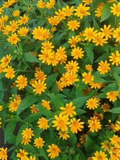 Melampodium ดอกไม้ ดอกไม้สีเหลือง สีเหลืองคุมโทน กระดุมทอง Melampodium Flower, Yellow Daisy Flower, Indian Flowers, A Court Of Mist And Fury, Daisy Flowers, Camping And Hiking, Daisy Flower, Planting