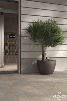 a bonsai tree in a large pot on the outside of a building with doors open