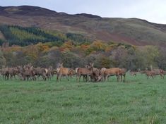 a herd of deer standing on top of a lush green field