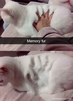 two pictures of a white cat laying on someone's lap with the caption memory fur