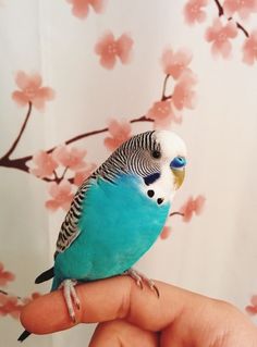 a small blue and white bird sitting on top of a person's hand in front of a flowered wall