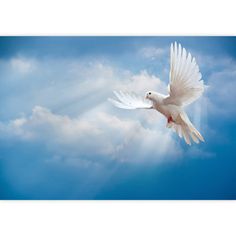 a white dove flying in the sky with its wings spread out and it's light shining