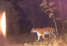 a tiger walking through the woods at night