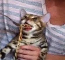 a woman holding a cat and eating spaghetti off of a plate with it's mouth