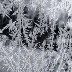 frosted window pane with small plants on it's side and trees in the background